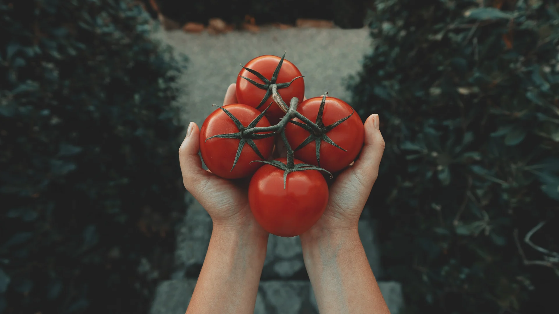 6 Beneficios de comer jitomate que lo harán tu fruta favorita