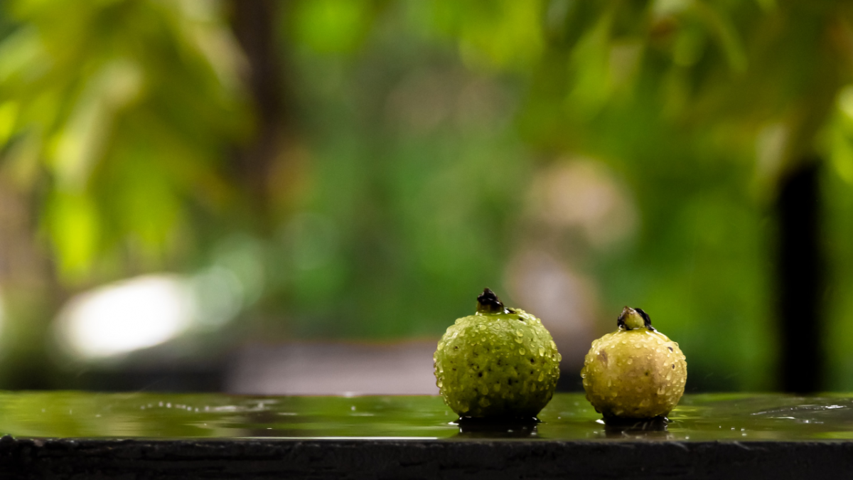 8 Beneficios de la hoja de guayaba y cómo aprovecharlos