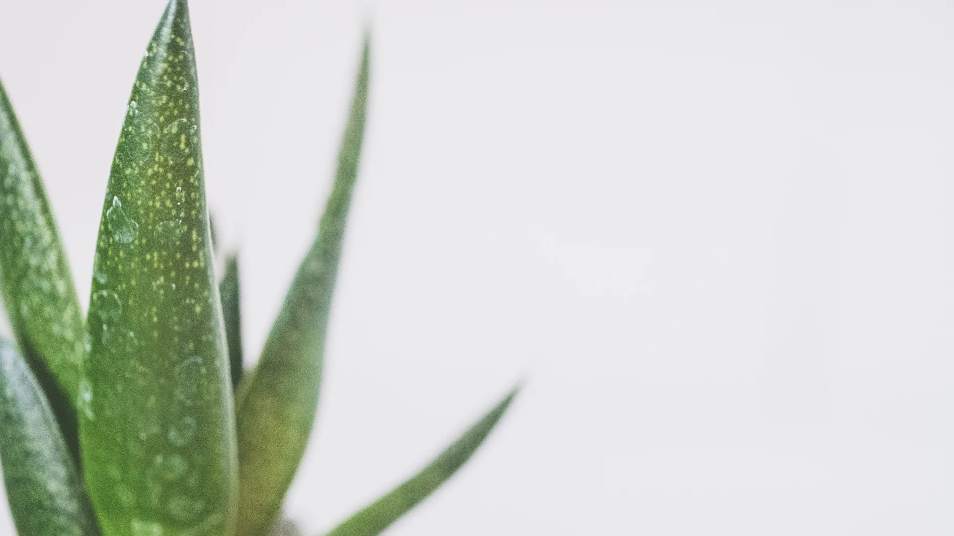 7 Beneficios de la sábila