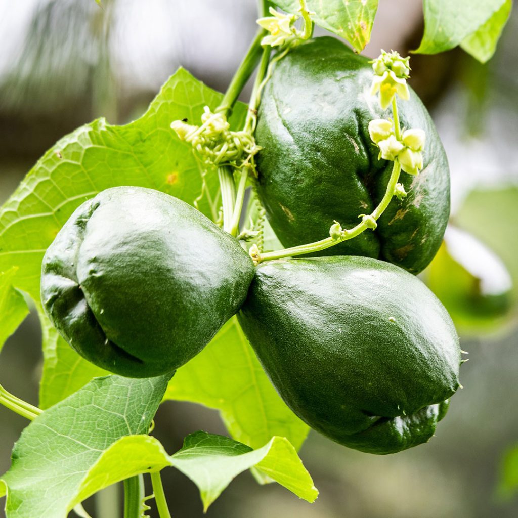 chinchayote4