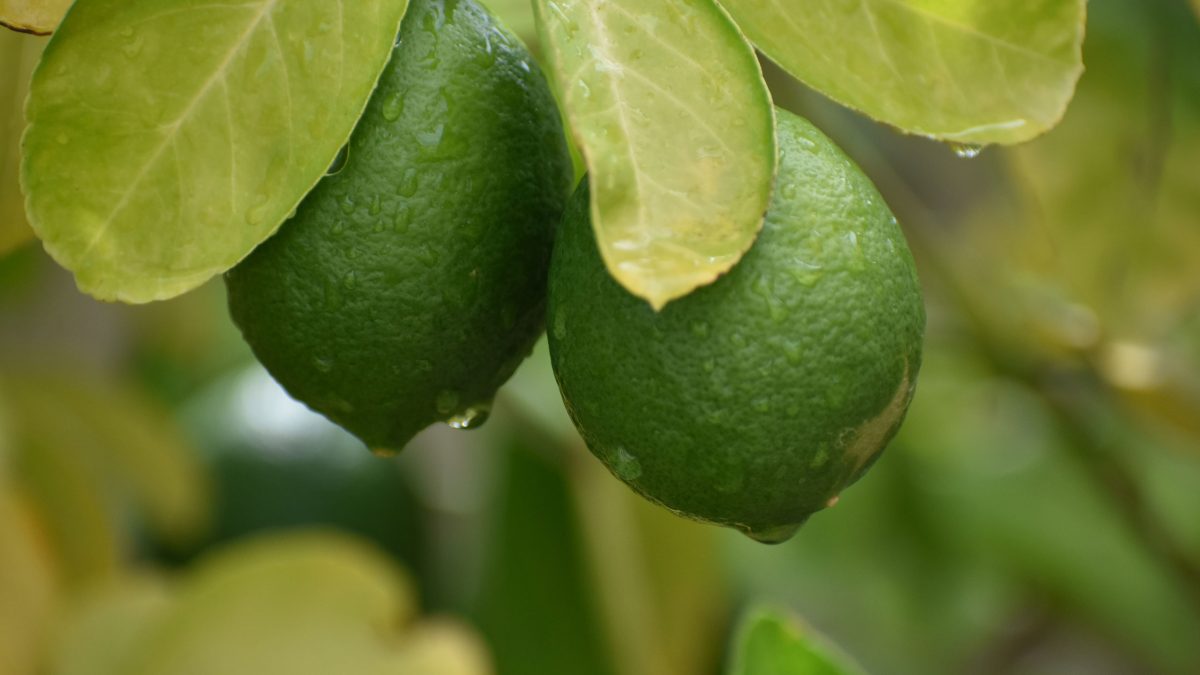 limones