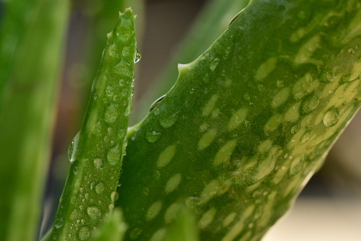 beneficios-de-la-sabila-aloe-vera