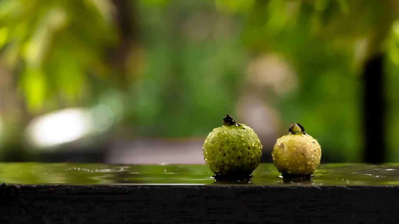 Beneficios de beber agua de guayaba y cómo prepararla fácilmente