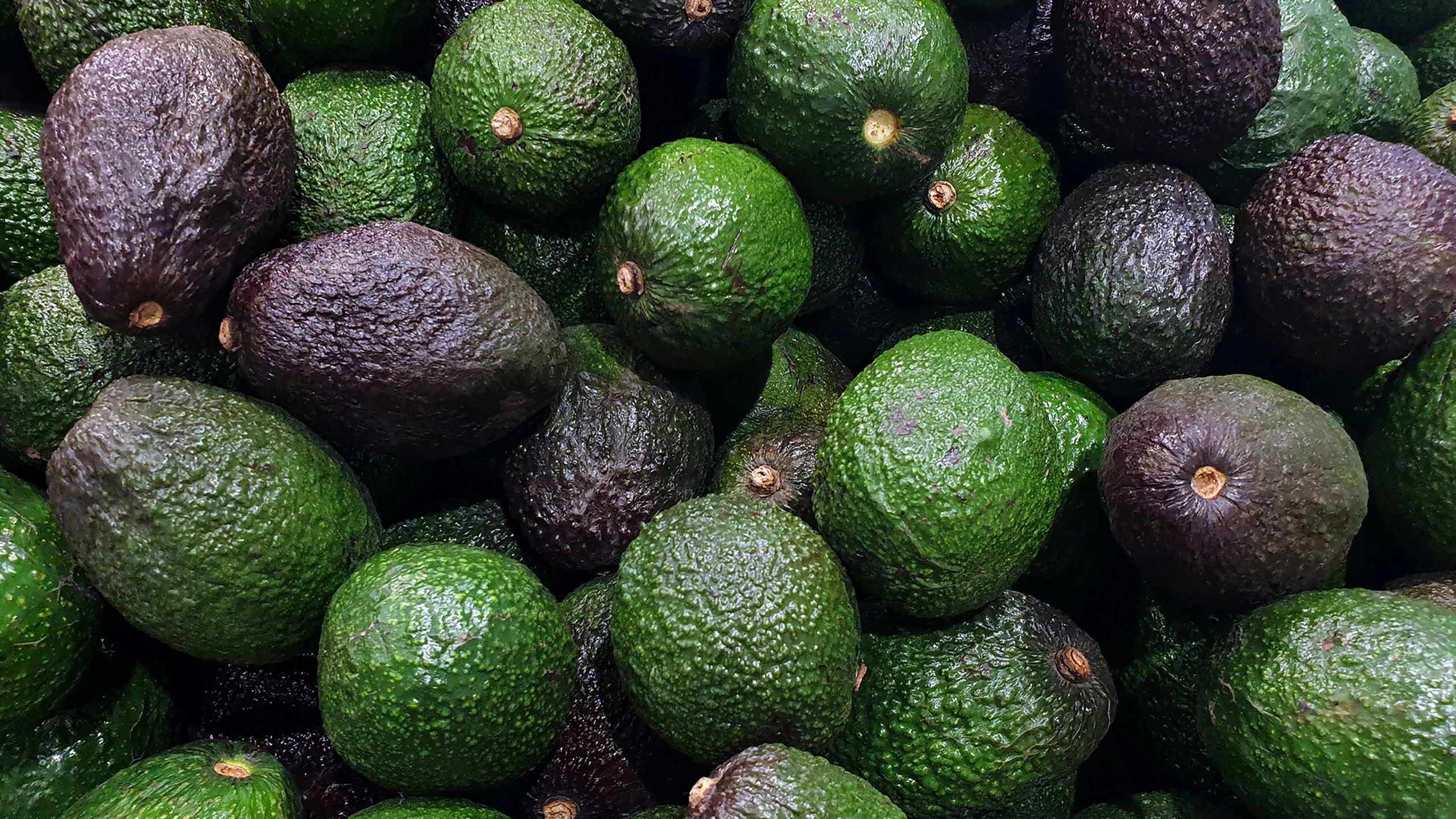 Estados Unidos suspende las importaciones de aguacate mexicano