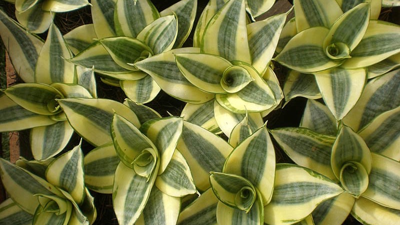 beneficios-de-la-planta-lengua