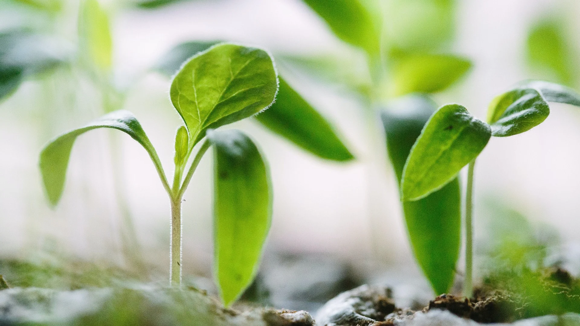 Caldo de cenizas para el cuidado de las plantas, aprende a prepararlo