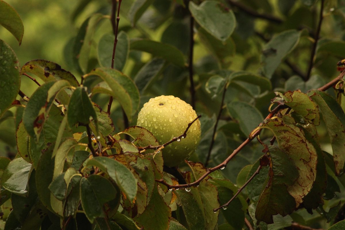beneficios-de-agua-y-guayaba