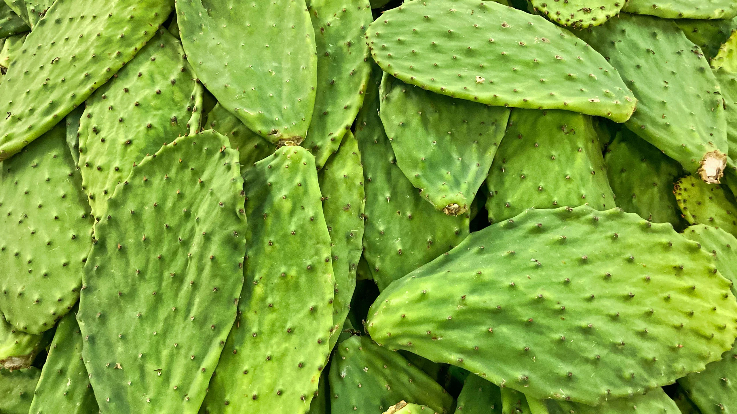 Mascarilla de baba de nopal para hidratar y suavizar la piel