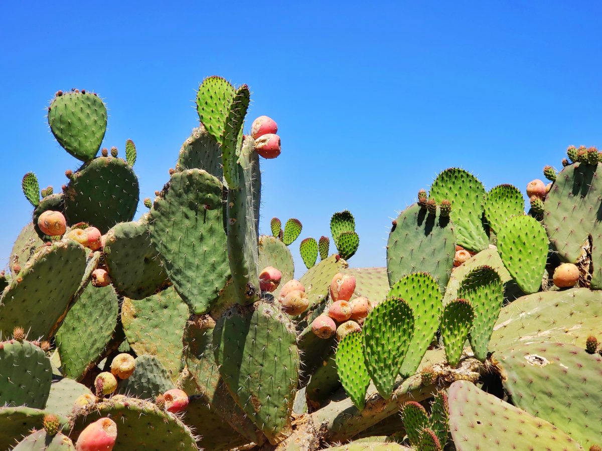 como-hacer-mascarilla-de-baba-de-nopal