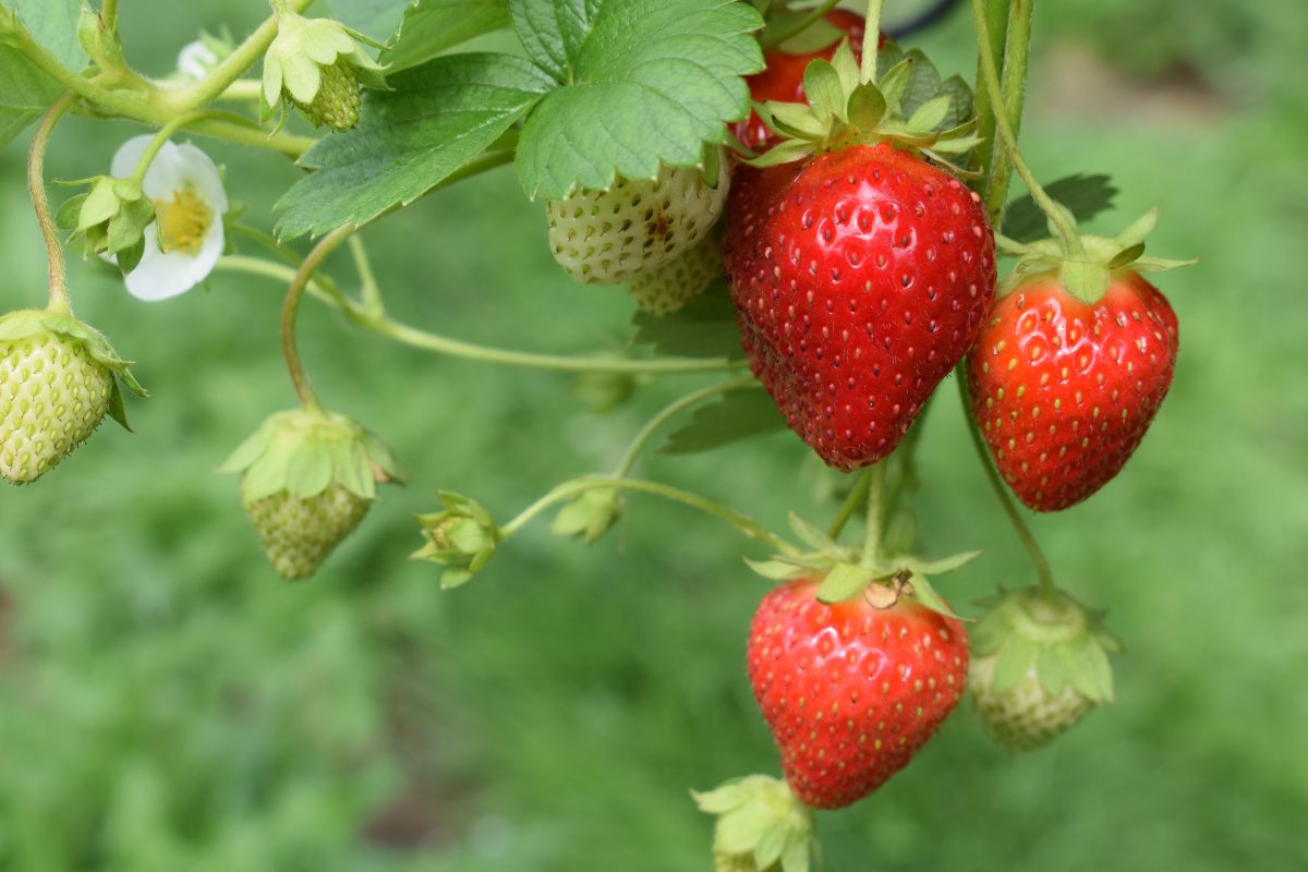 frsas-frutos-rojos