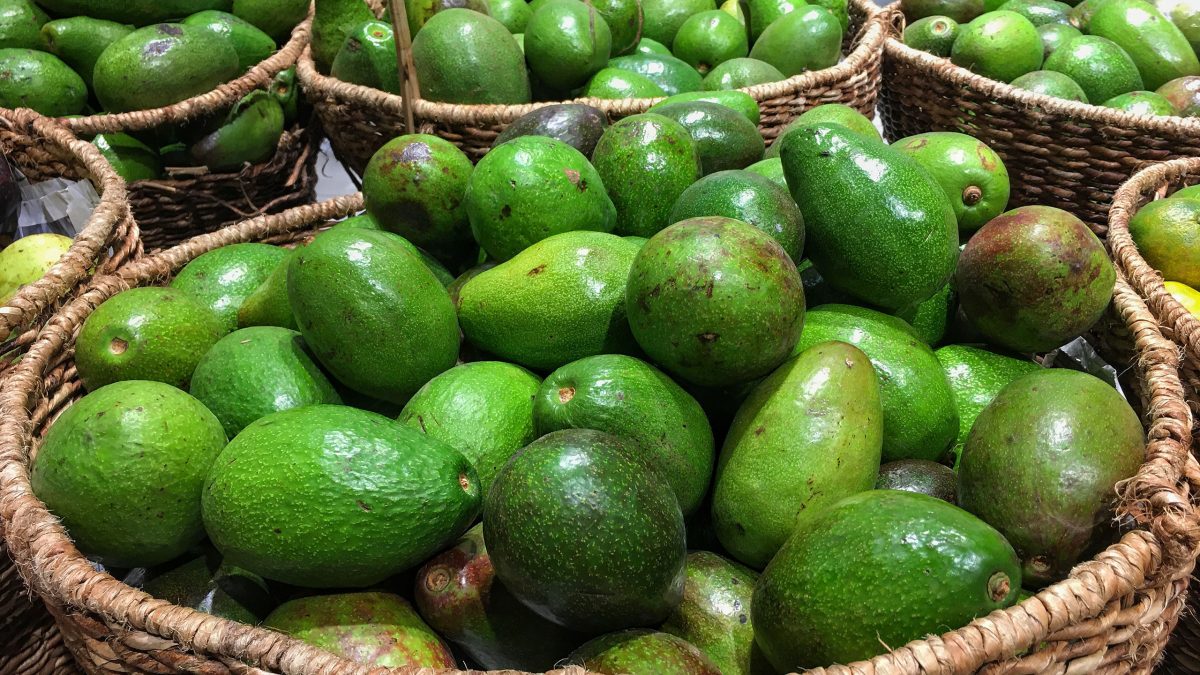 reanudan-importacion-aguacates-mexicanos