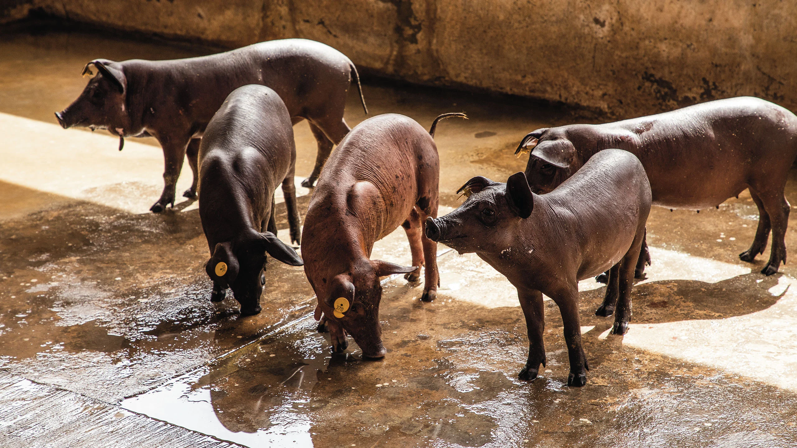 Cerdo pelón mexicano, una especie única en la gastronomía nacional