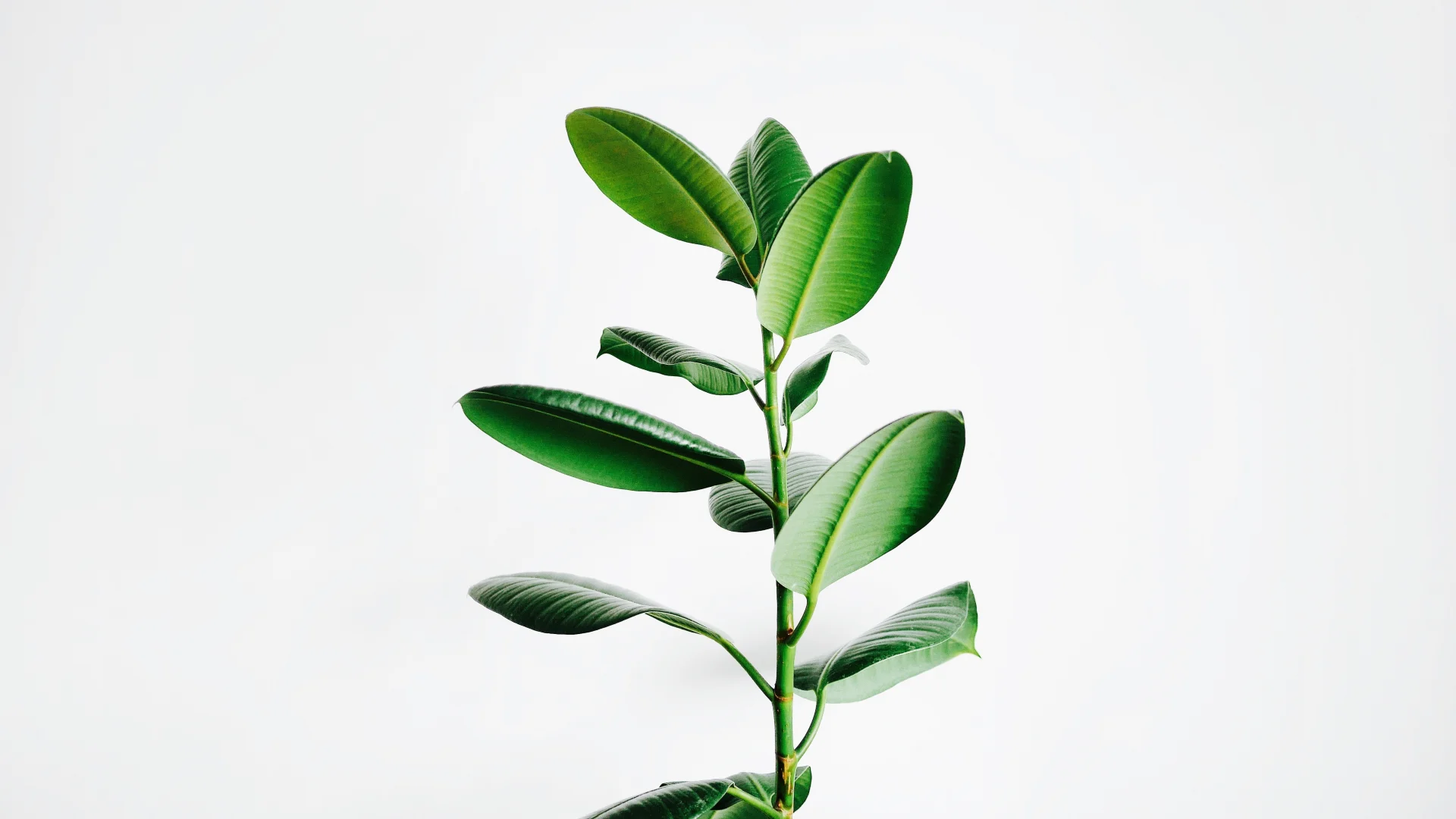 Consejos para revivir una planta con un fertilizante de frijol