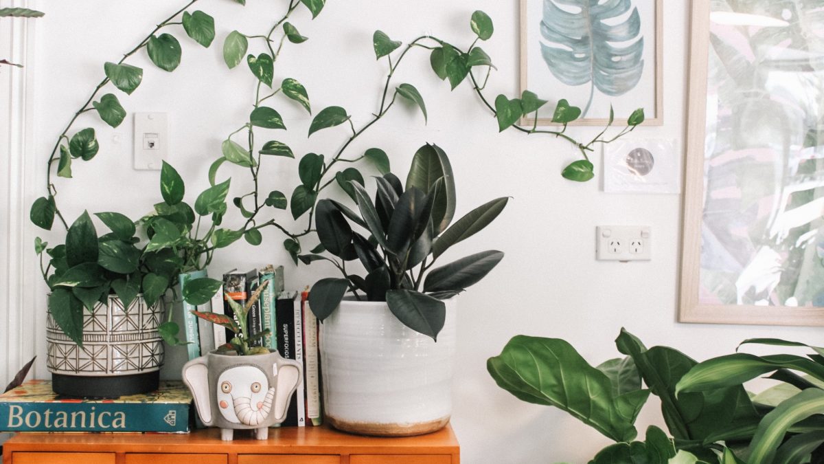 consejos-para-revivir-una-planta