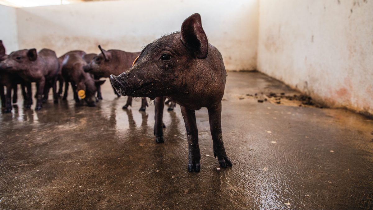 cria-cerdo-pelon