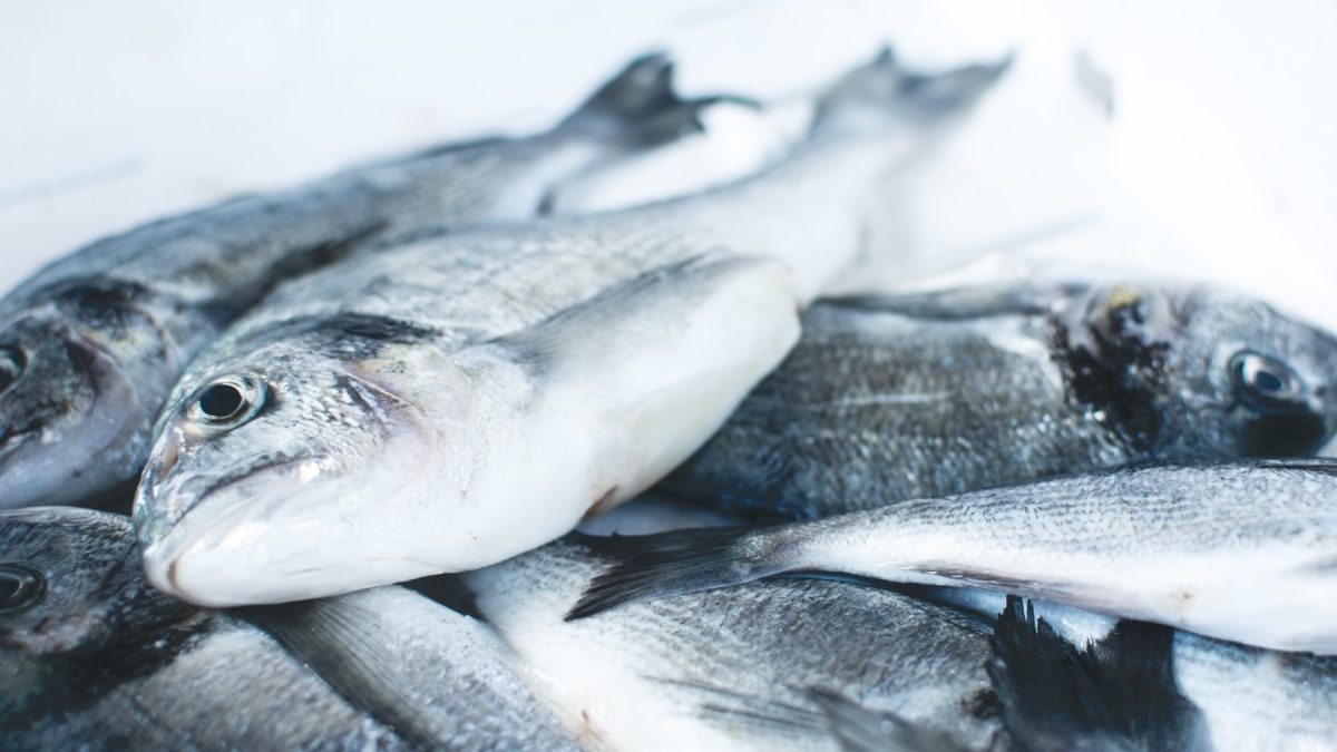 pescado-alimentos-de-cicatrizacion