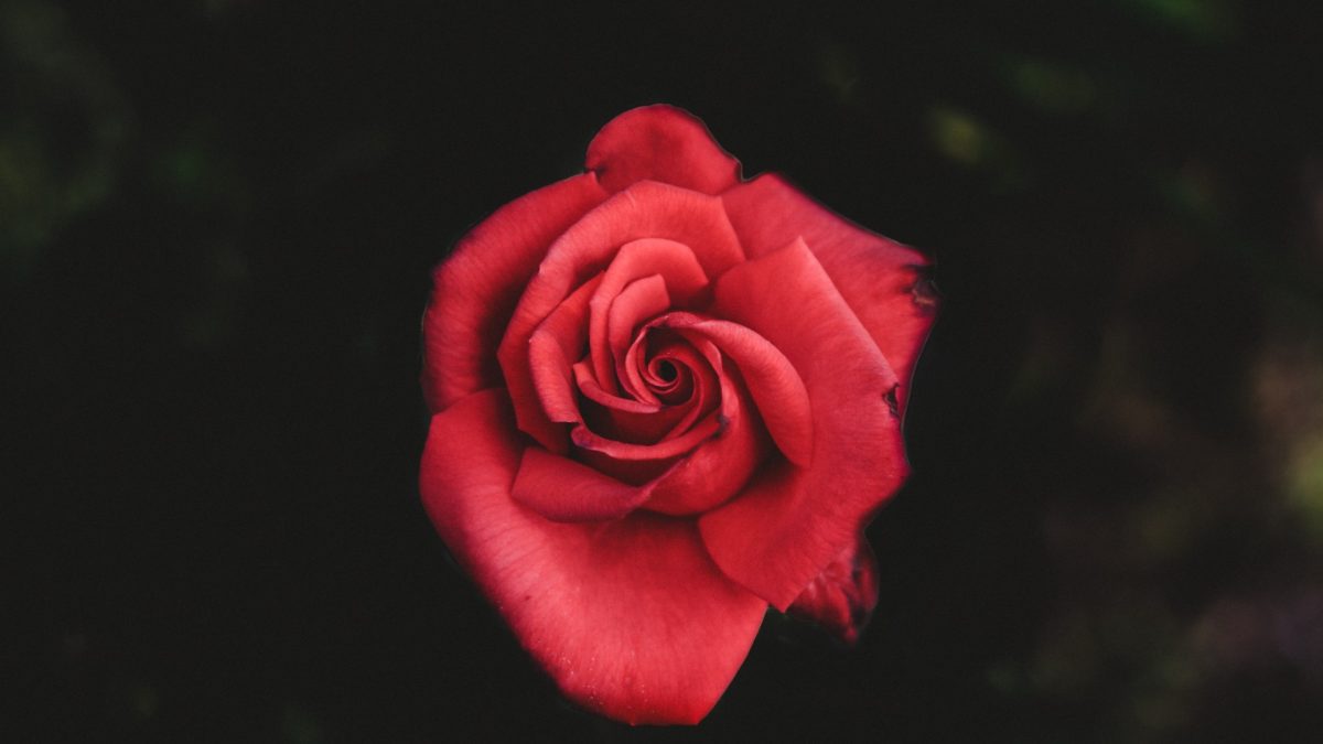 petalos-de-rosas