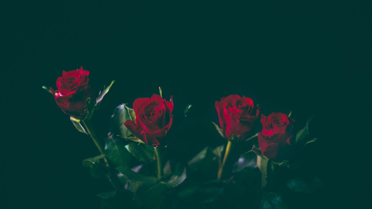 rosas-y-usos