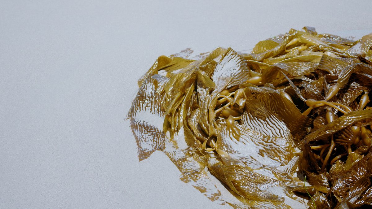 alga