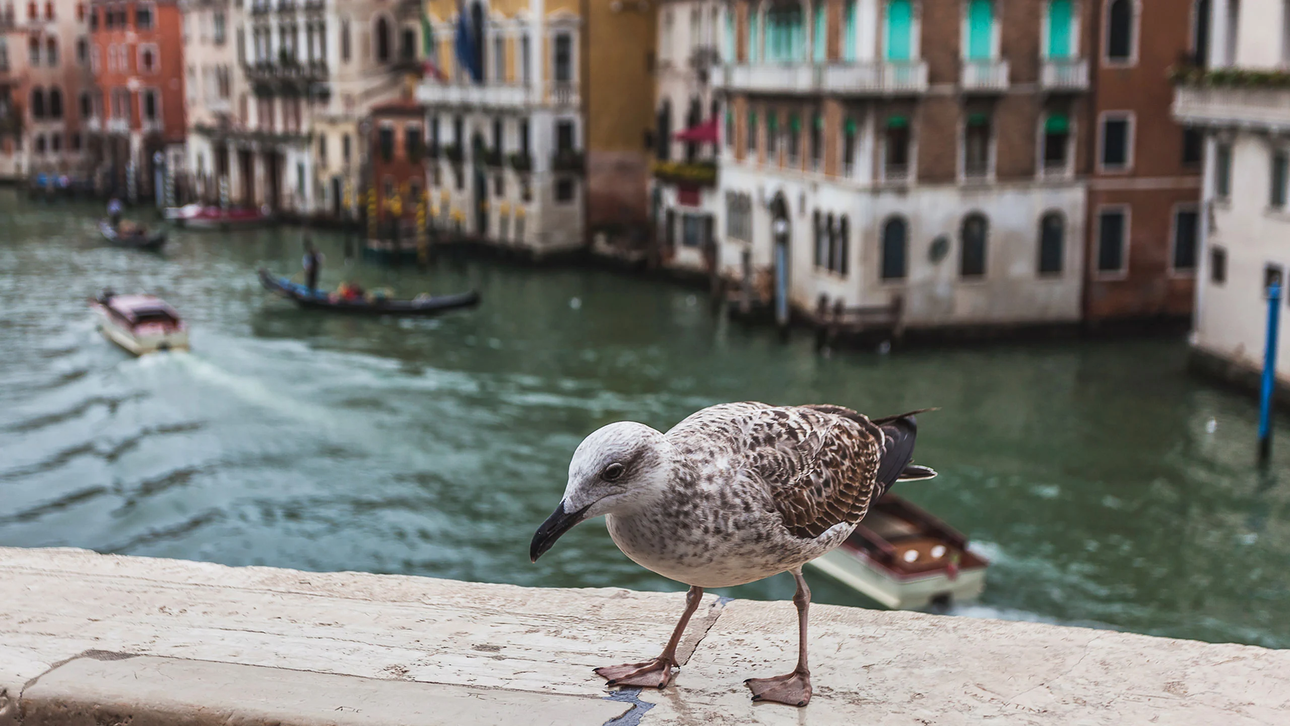 Comensales en Venecia ahuyentan gaviotas con pistolas de agua