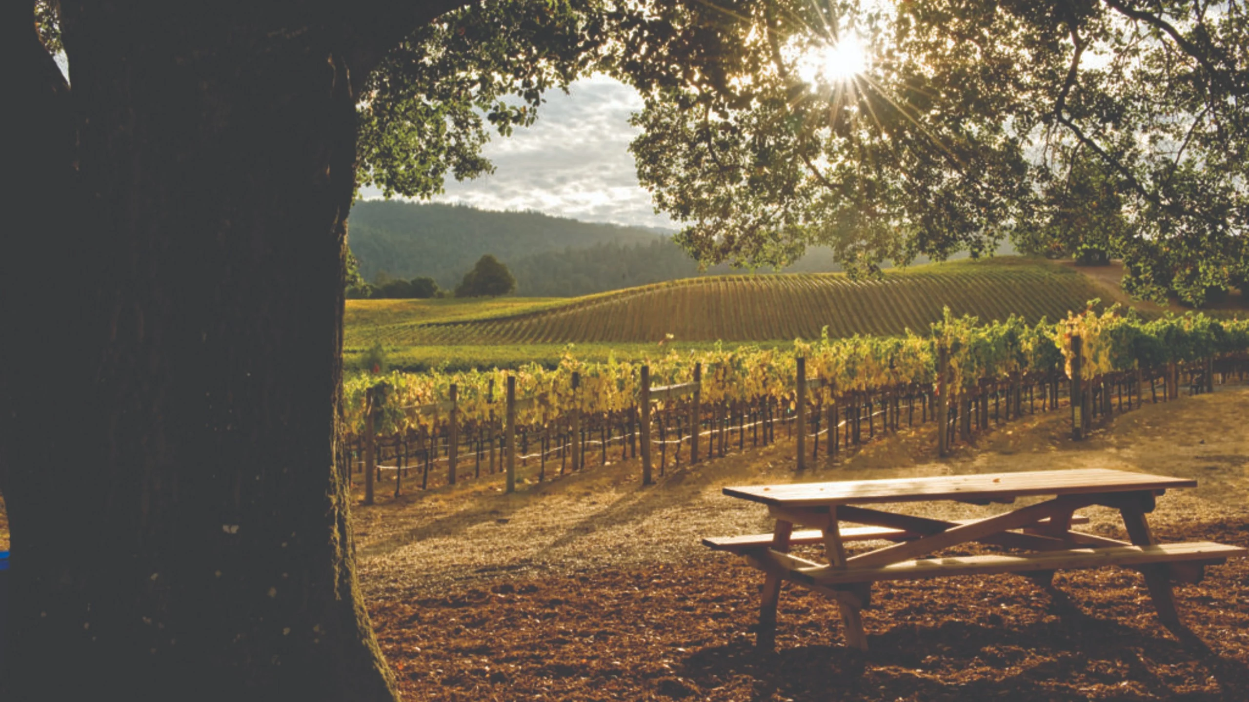 Conoce las prácticas sustentables de los vinos de California Conoce las prácticas sustentables de los vinos de California