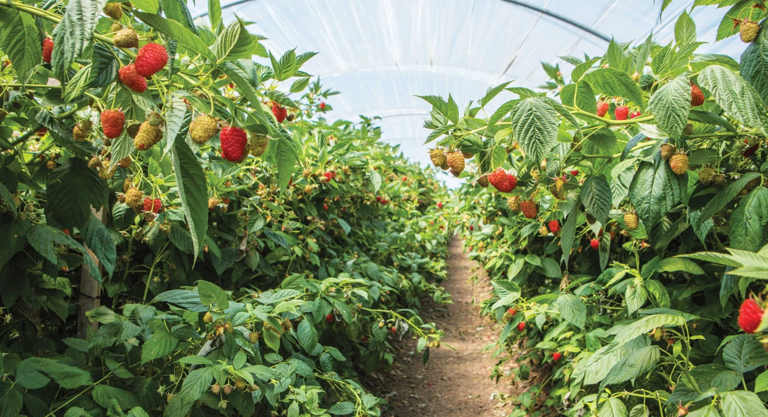 Conoce los beneficios de consumir berries de Driscolls, la productora con más de cien años de experiencia