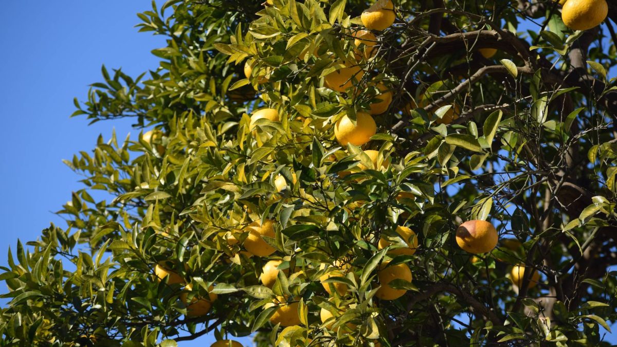 yuzu-citrico-florares