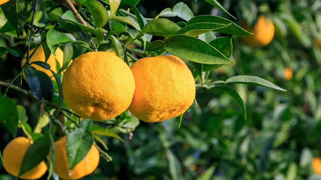 ¿Por qué el yuzu está reinventando la cocina?