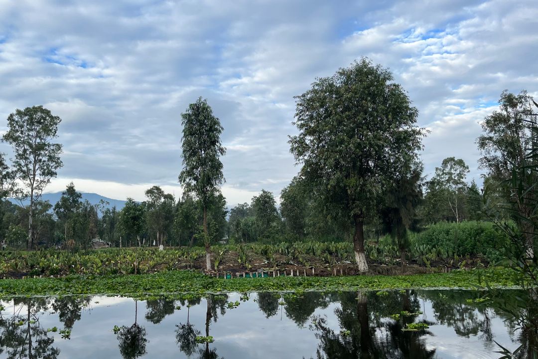 Amanecer en las chinampas de xochimilco 