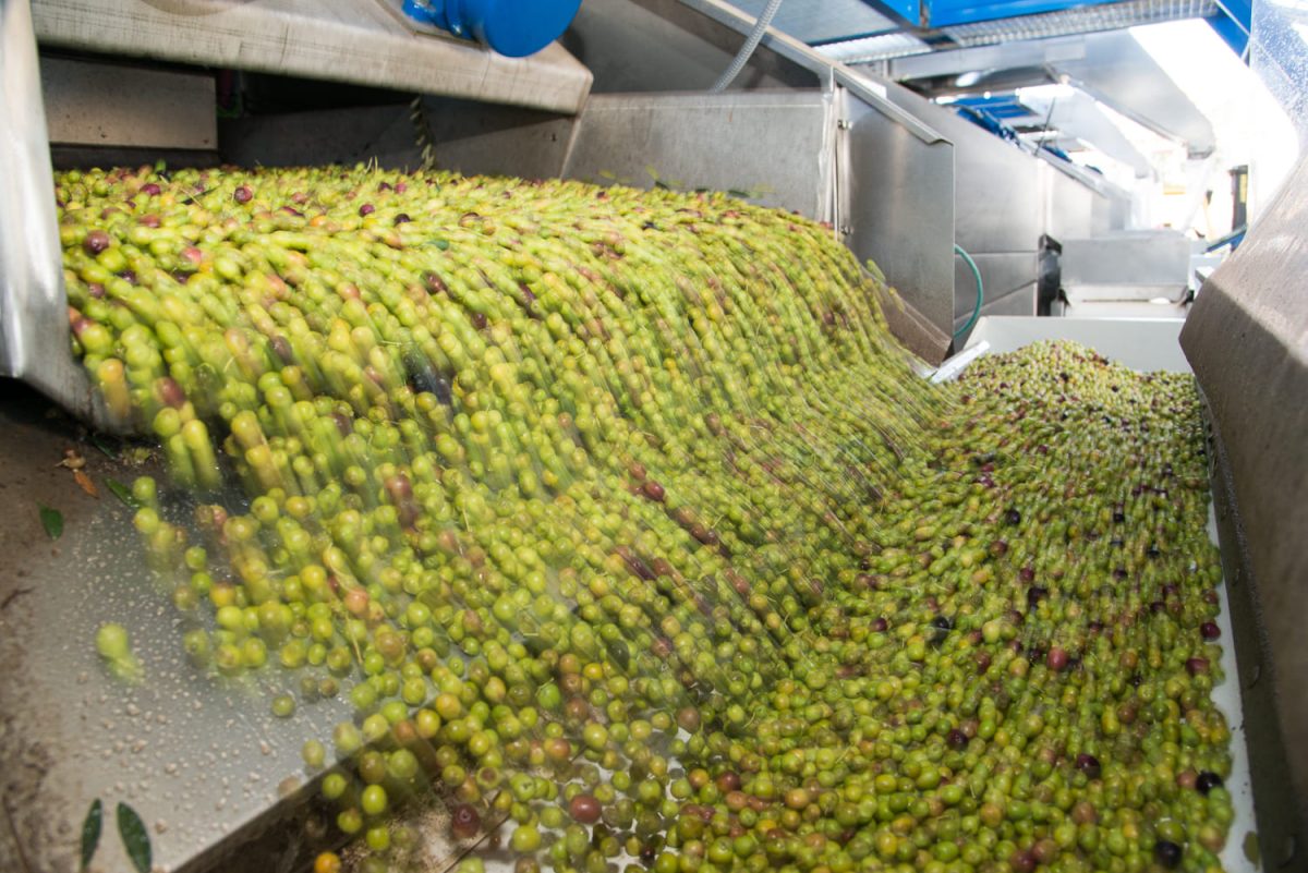 Producción de aceite de oliva