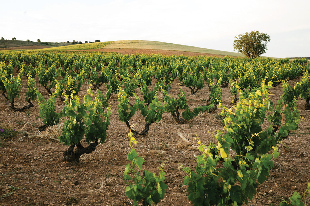 Ribera del Duero