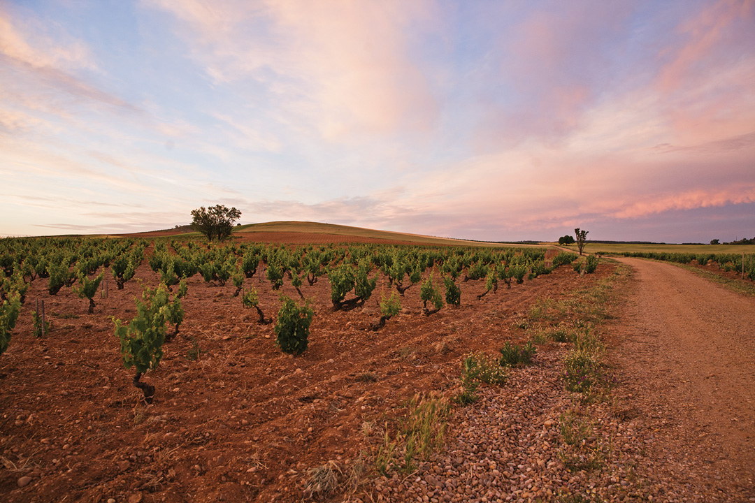 Ribera del Duero-Pingus