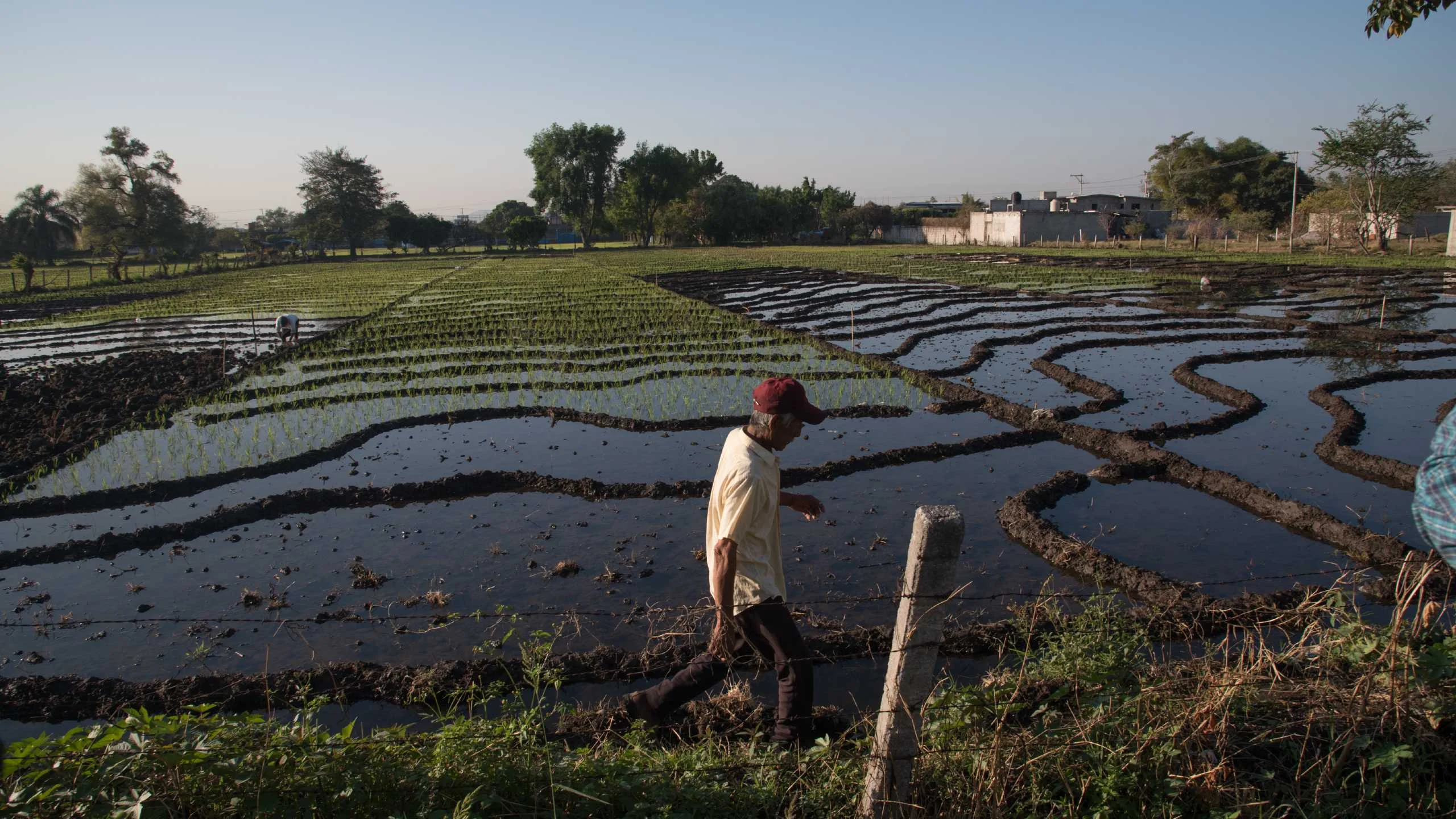 Hacia una Denominación de Origen del Arroz Morelos