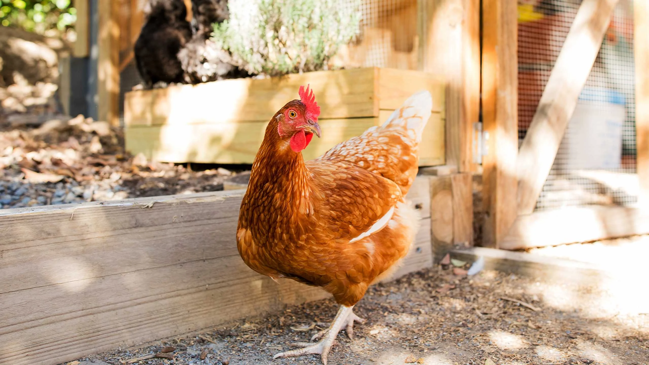 Estados Unidos enfrenta brotes de salmonella por sus aves de corral