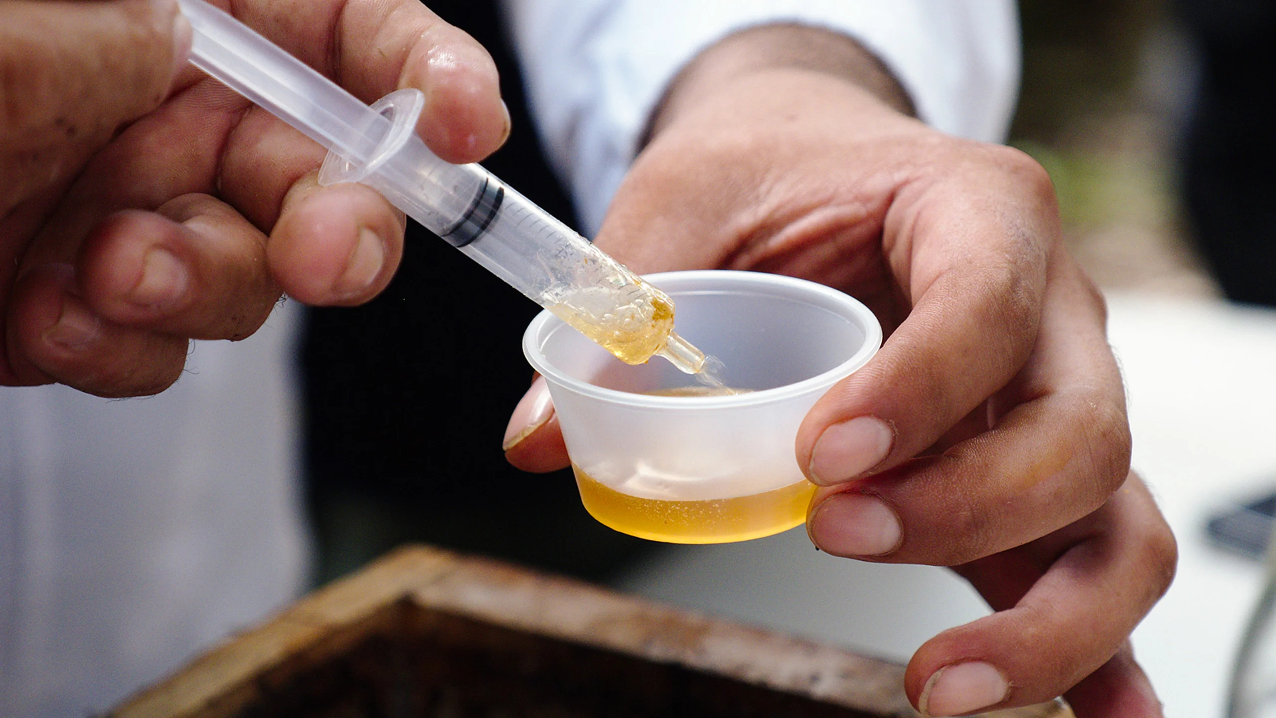¿Qué es la miel de abeja melipona y por qué es tan rica?