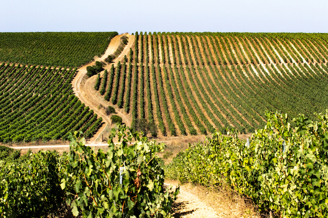 Viñedo de Ferruccio Deiana | Foto: Cortesía