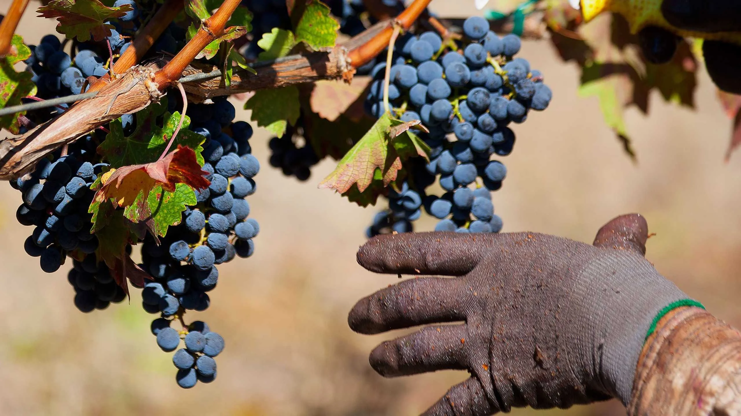 La vendimia se adelanta en Sonoma County