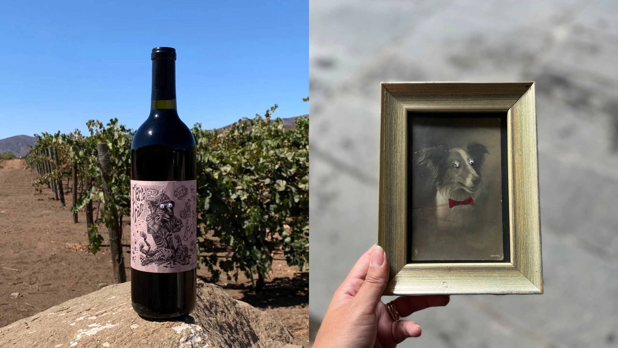 Conoce el exclusivo vino mexicano que todos los cineastas aman