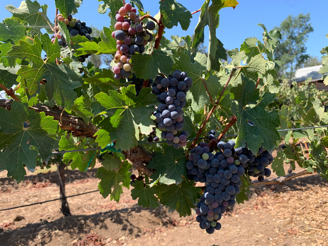 El Perro Raro-uvas 