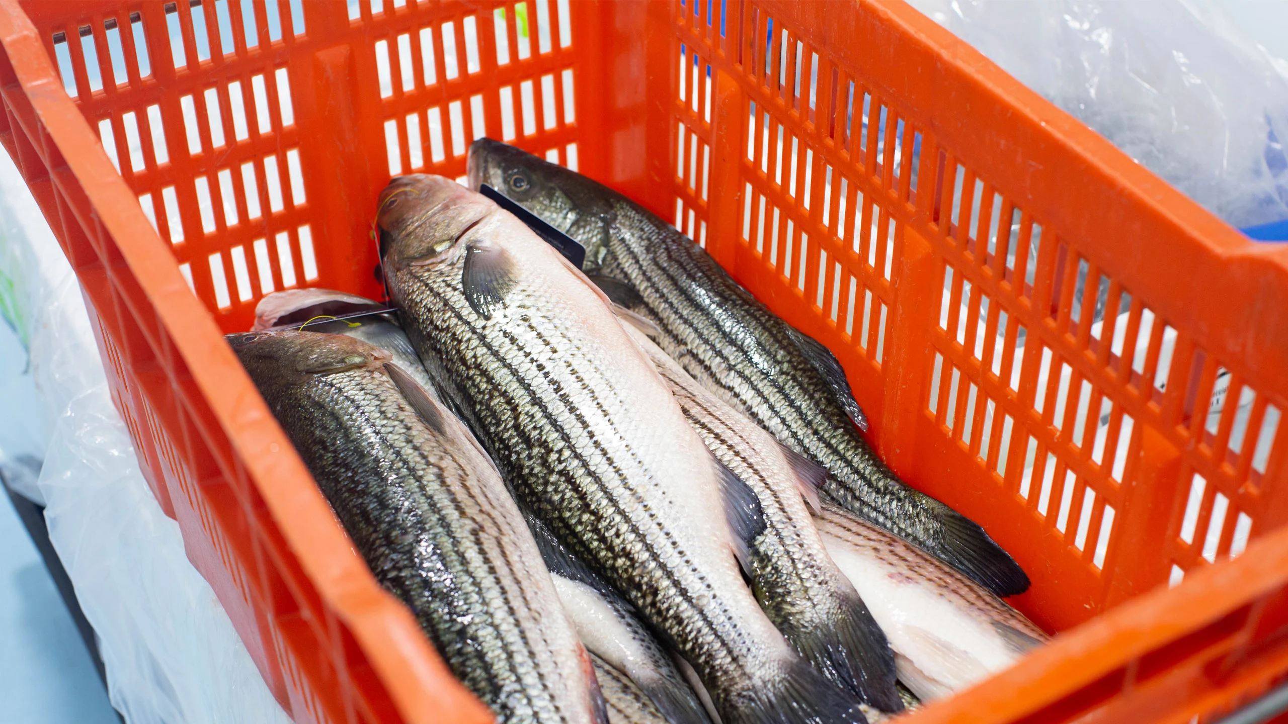 Jamat: porque los chefs buscan Alta Pesca