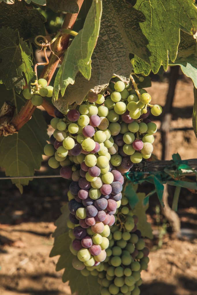 Uvas en la Bodega El Cielo, en el Valle de Guadalupe | Foto: Juan Pablo Espinosa