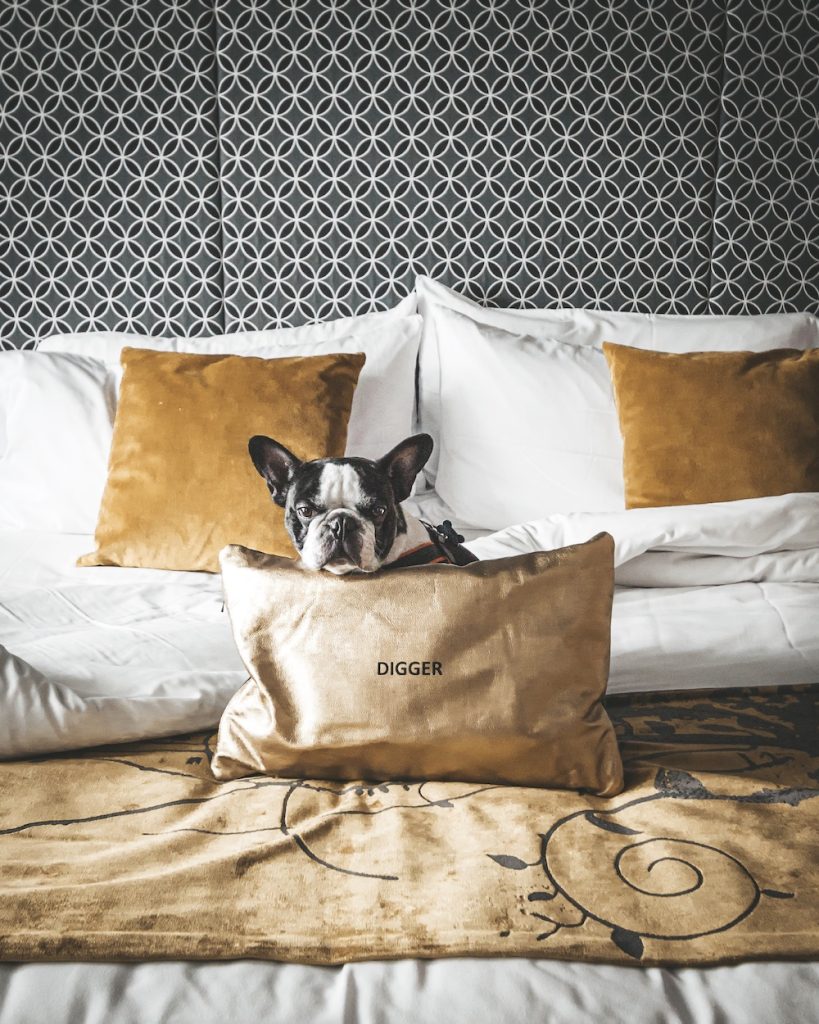 Las mascotas son bienvenidas en el Hotel W Bogotá | Foto: Nómada Tropical