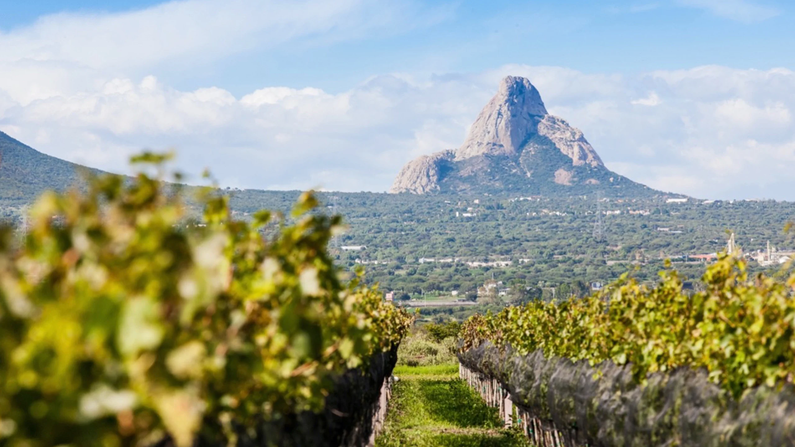 Querétaro: un destino que conjuga lo mejor de la gastronomía y el vino