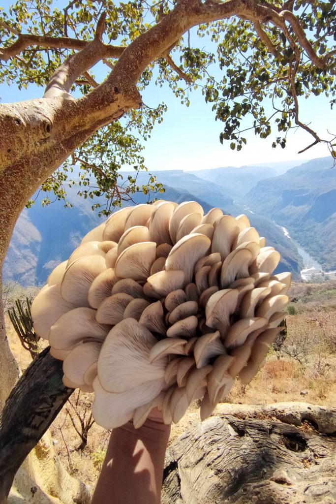 Fungi-People_hongos