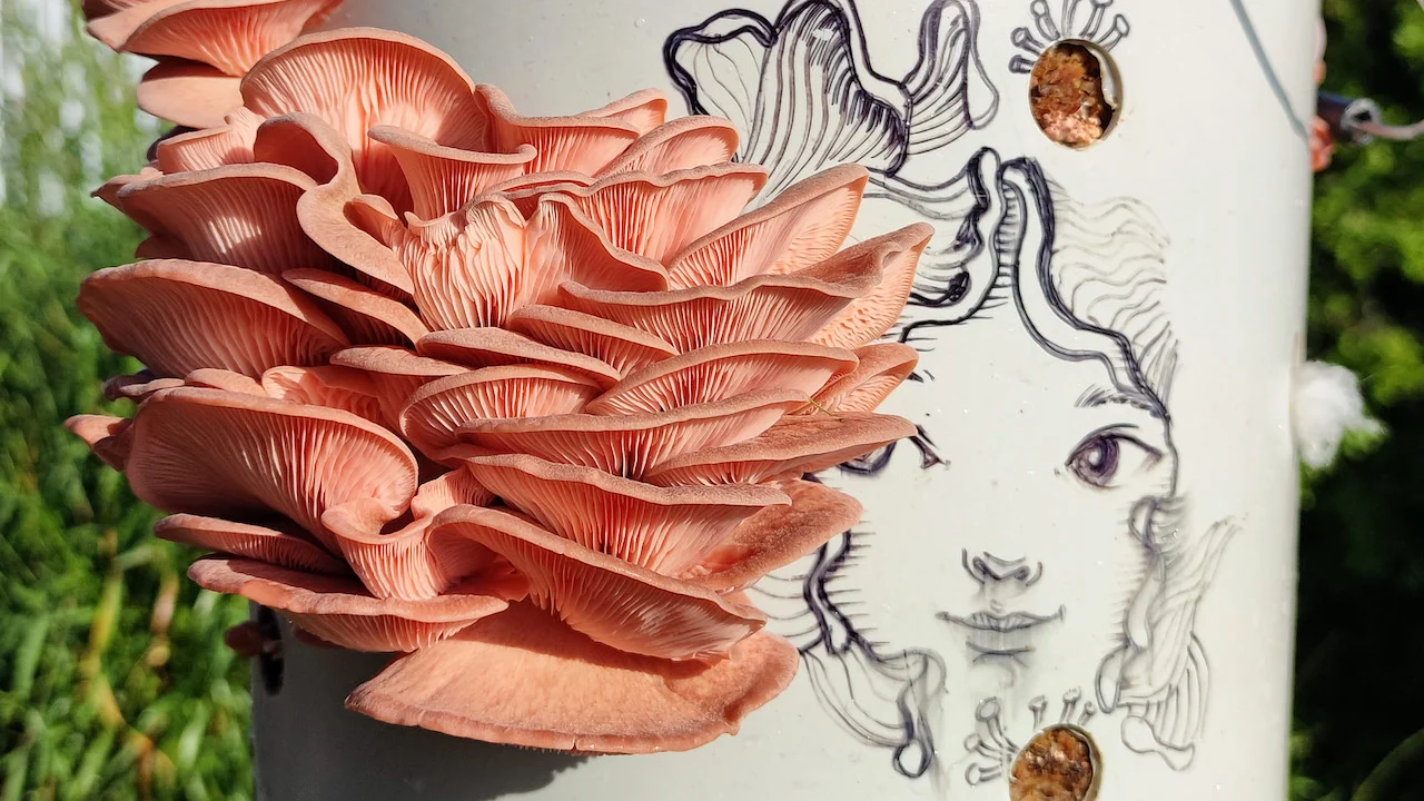 Fungi People: un proyecto que te enseña cultivar hongos comestibles en casa