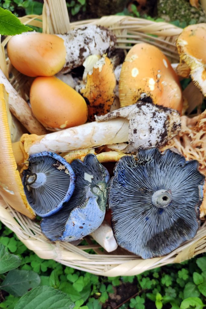 fungi-people_hongos-en-casa