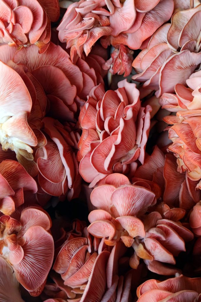 Fungi People