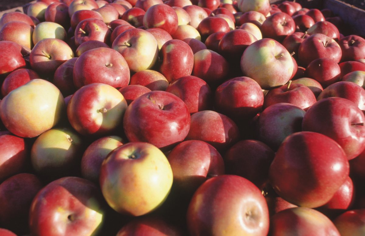 En Blair Orchards puedes aprender a recolectar manzanas y armar tu propio picnic | Rutas gastronomicas en quebec