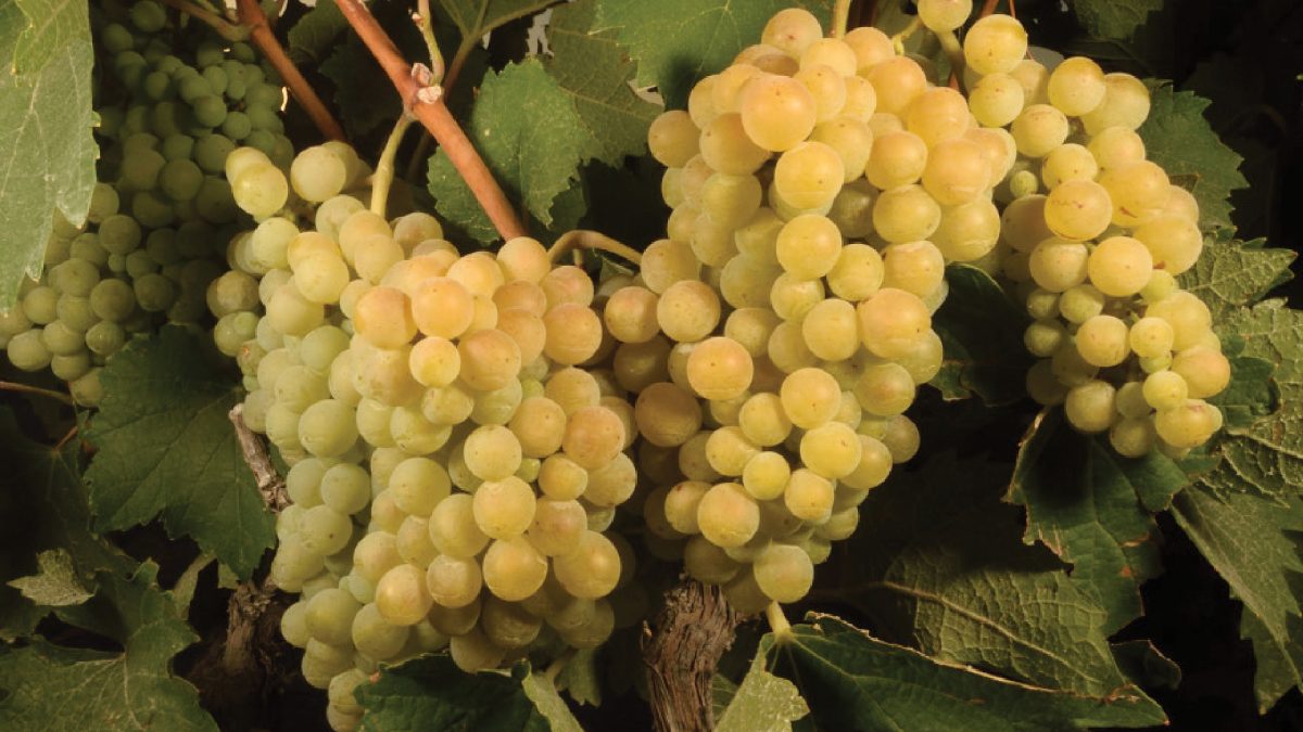 Uvas previas a la cosecha en Parras Coahuila