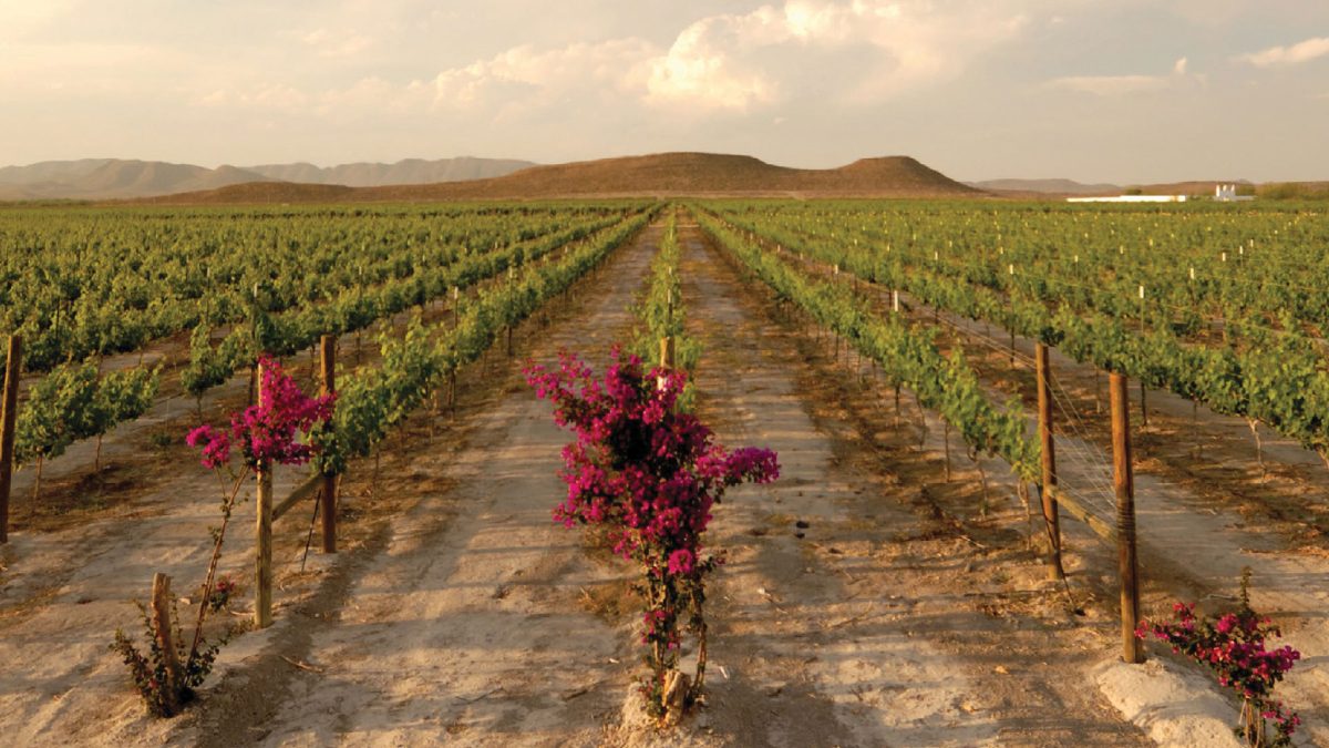 Viñedos en Casa Madero, Parras Coahuila